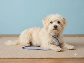 A senior small-sized male Maltese dog named Chester for adoption in Miami, FL