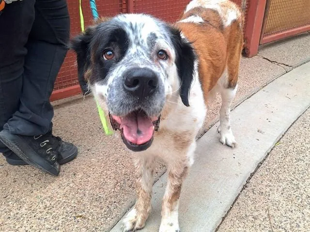 A young large-sized female Saint Bernard dog named Winifred for adoption in Phoenix, AZ