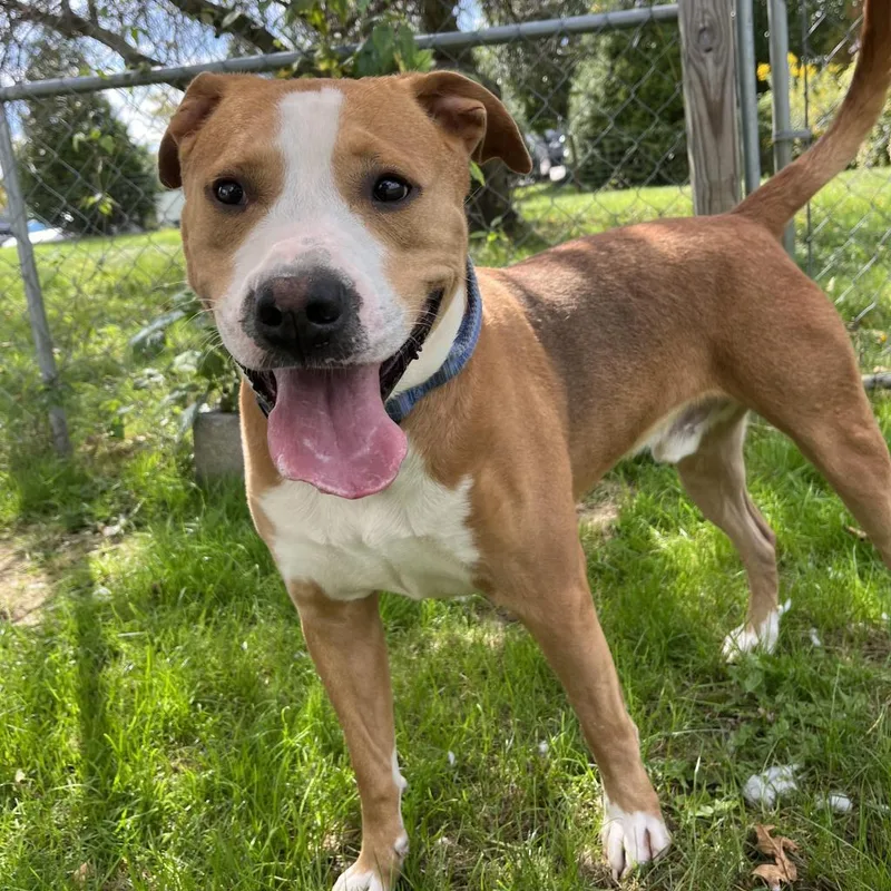An adult large-sized male Brown / Chocolate Mixed Breed dog named Buzz for adoption in Beckley, WV