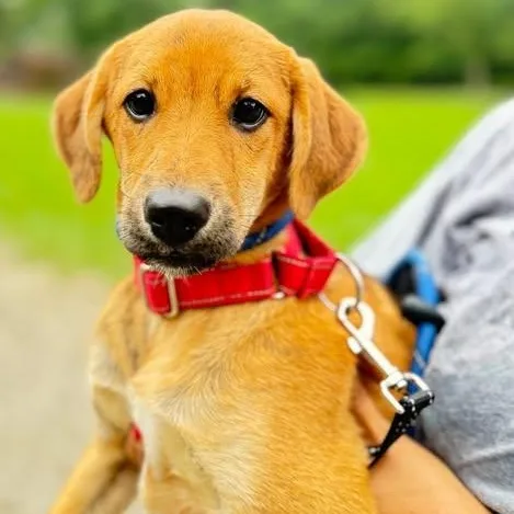 A baby medium-sized female Mixed Breed dog named Havana for adoption in Warren, OH