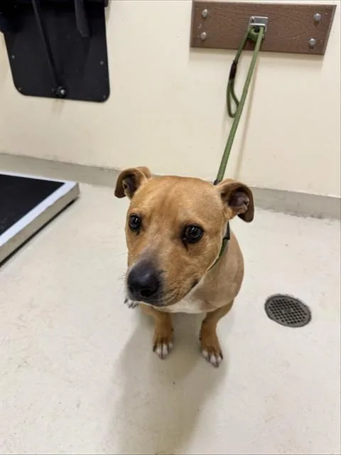 An adult medium-sized male Pit Bull Terrier dog named Brownie for adoption in Fremont, CA