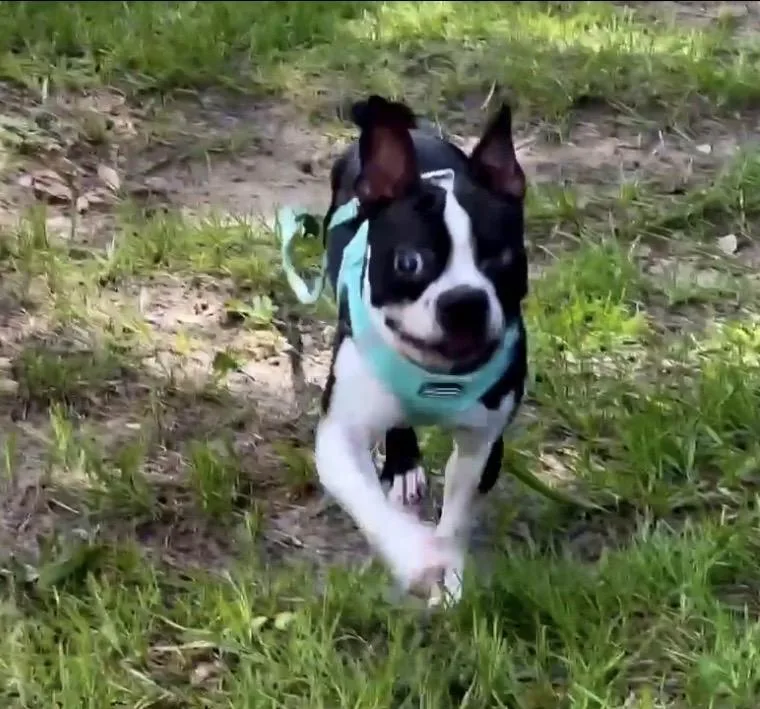 A young small-sized female Boston Terrier dog named Sunshine Rose for adoption in Lake Mary, FL