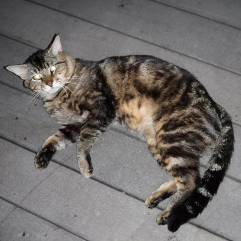 An adult extra large-sized male Tabby (Brown / Chocolate) Domestic Short Hair cat named Bandit M for adoption in Somerset, KY