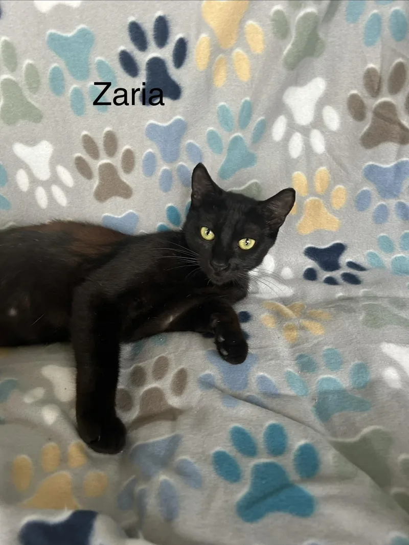 A baby medium-sized female Black Domestic Short Hair cat named Zaria for adoption in Metairie, LA