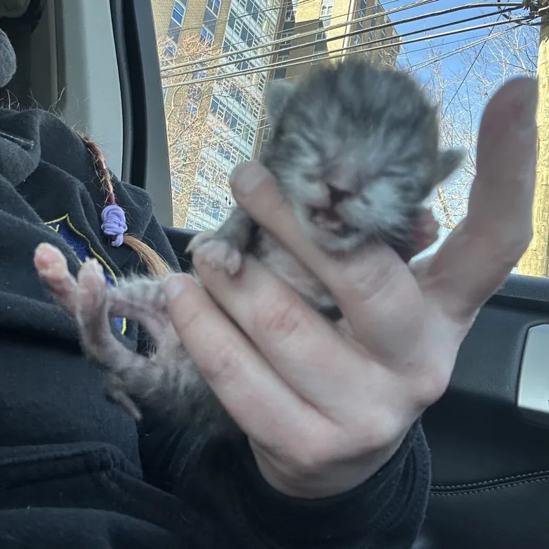 A baby small-sized male Gray / Blue / Silver Domestic Short Hair cat named Gio for adoption in Newark, NJ