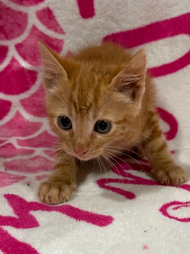A baby medium-sized female Domestic Short Hair cat named Honeysuckle for adoption in Vacaville, CA