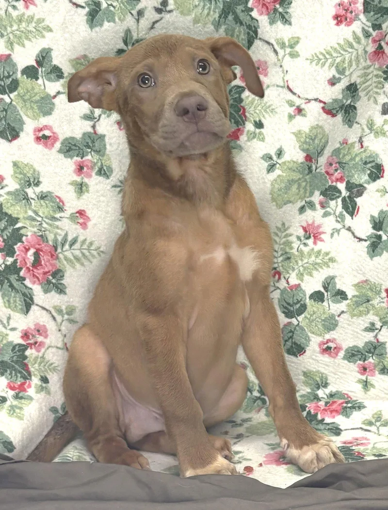A young large-sized male Shepherd dog named Nelson for adoption in Wetumpka, AL
