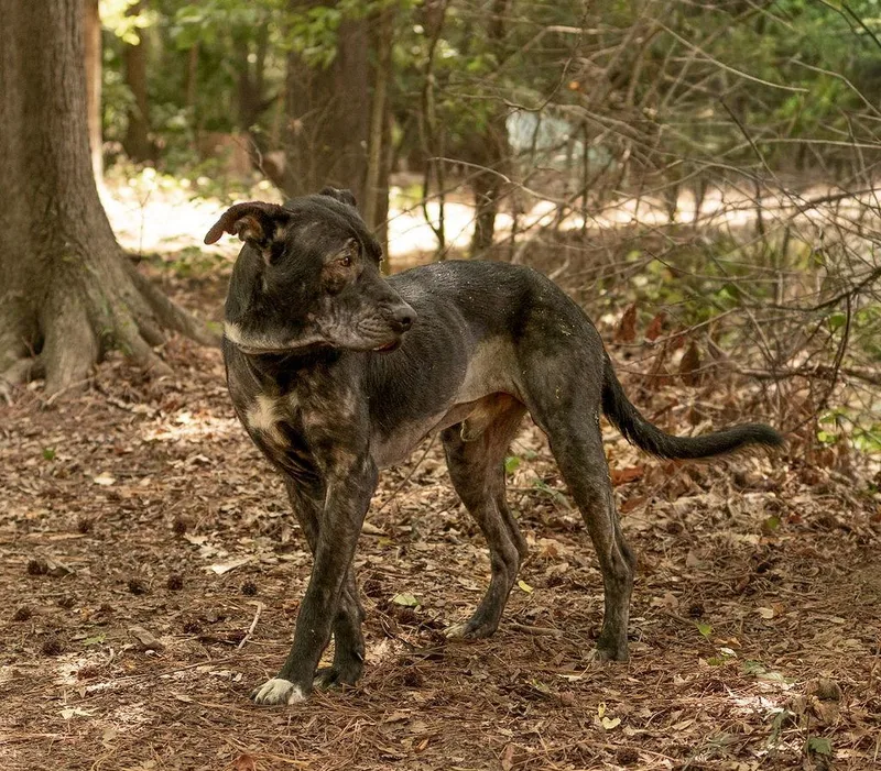 An adult large-sized male Mixed Breed dog named Herring for adoption in Durham, NC