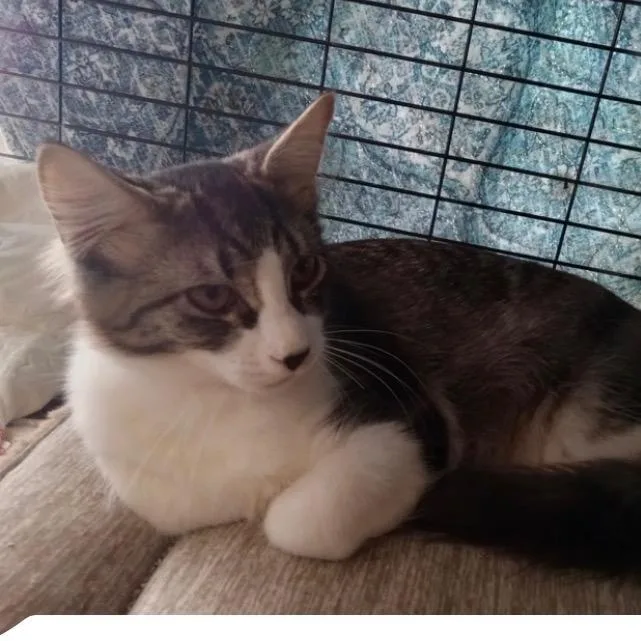 A young small-sized male Domestic Medium Hair cat named Damon for adoption in Fredericksburg, TX