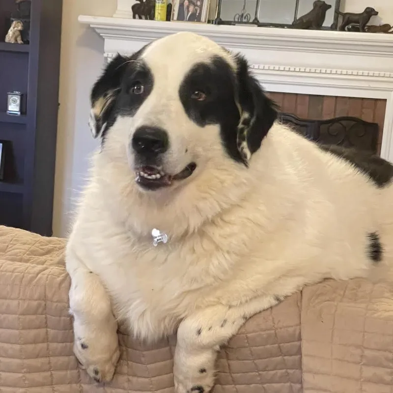 An adult large-sized male Great Pyrenees dog named Ciroc for adoption in Cumming, GA