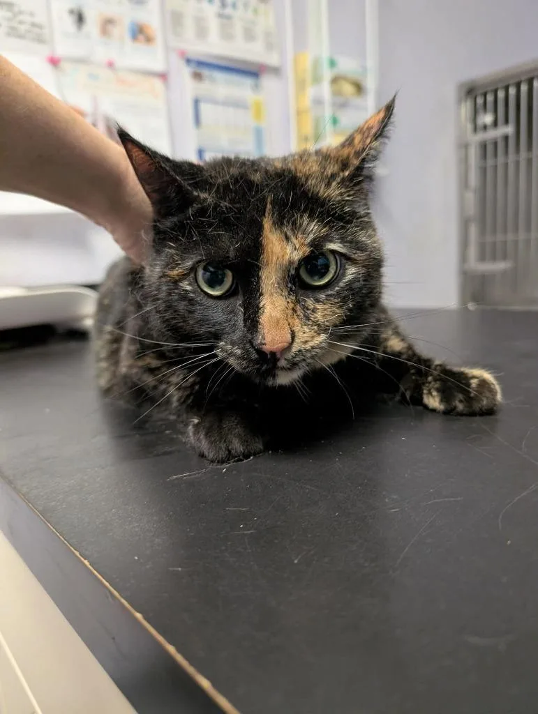 An adult extra large-sized female Domestic Short Hair cat named Cleo for adoption in New Braunfels, TX