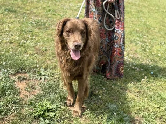 A senior large-sized male Brown / Chocolate Golden Retriever dog named Buddy Blues for adoption in Andover, MA