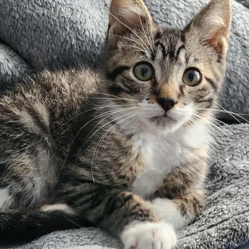A baby small-sized male Black Domestic Short Hair cat named Tommi Boi for adoption in Williston, FL