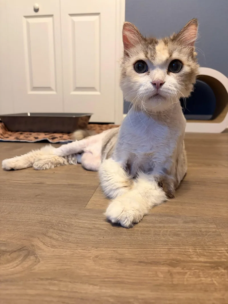 A senior medium-sized female Domestic Long Hair cat named Dolly for adoption in Saint Augustine, FL