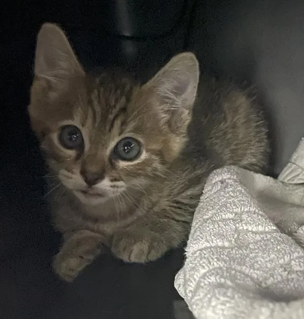 A baby small-sized female Domestic Short Hair cat named Flambée for adoption in Escondido, CA