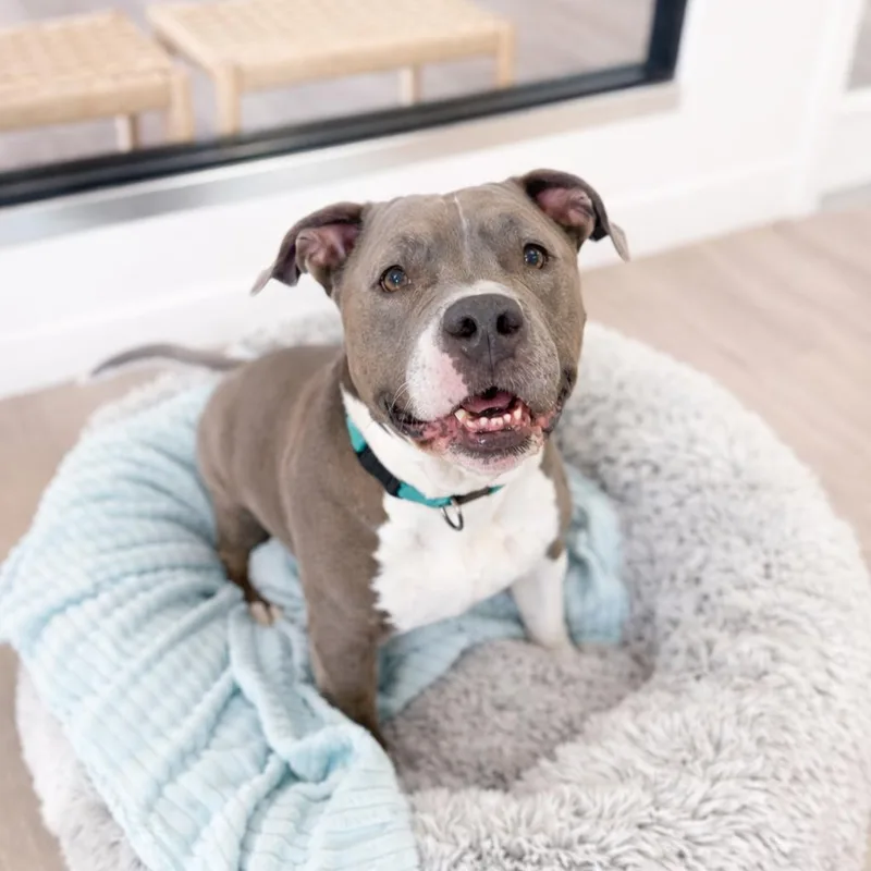 A senior large-sized male Gray / Blue / Silver American Staffordshire Terrier dog named Jaco for adoption in Scottsdale, AZ