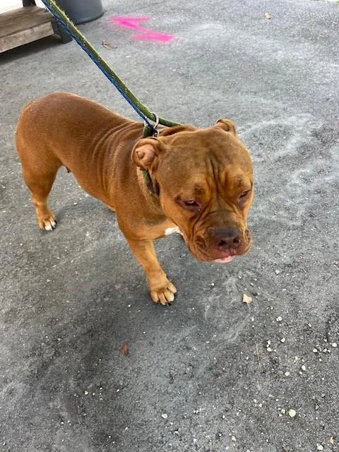 A young large-sized female American Bulldog dog named Venus for adoption in Miami, FL