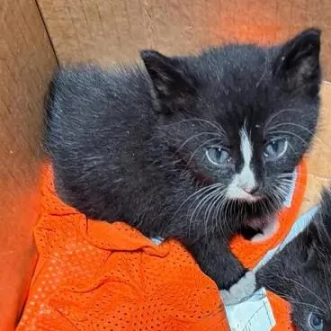 A baby medium-sized female Black Domestic Short Hair cat named Petrie for adoption in Cleveland Heights, OH