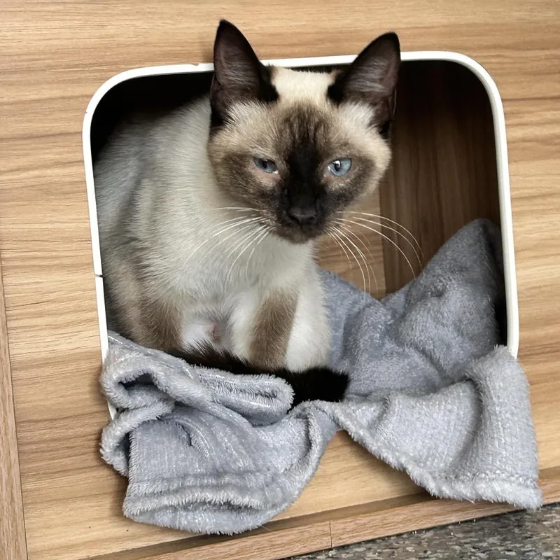 Suki