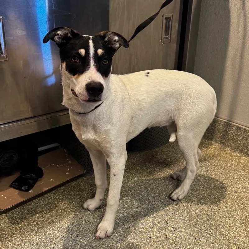 A young medium-sized female White / Cream Jack Russell Terrier dog named Panda for adoption in San Gabriel, CA