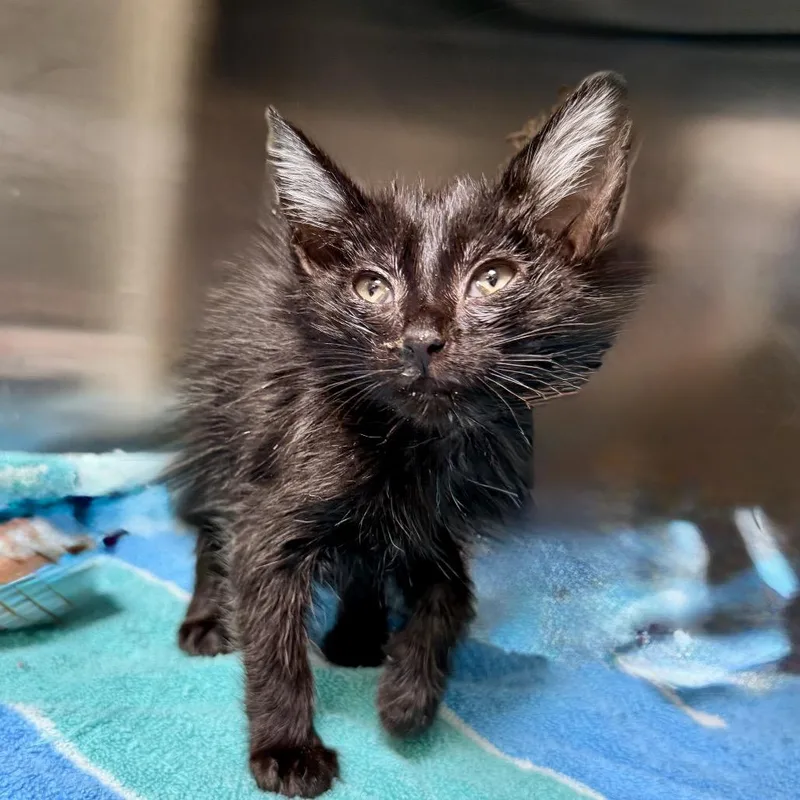 A baby small-sized female Black Domestic Short Hair cat named Pasta for adoption in Palm Springs, CA
