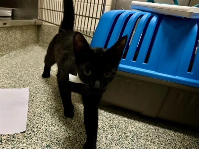 A young medium-sized female Domestic Short Hair cat named Pippa for adoption in Boston, MA