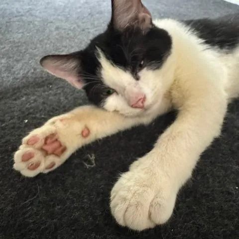 A young small-sized male Domestic Short Hair cat named Jimmy Jam for adoption in Gordonsville, TN