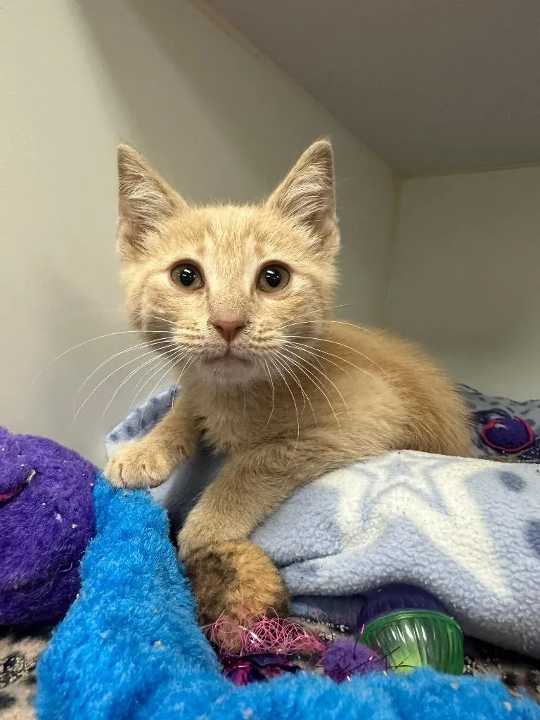 A baby small-sized male Domestic Short Hair cat named Waffle Cone for adoption in Johnson City, TN