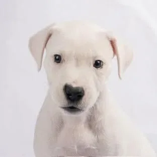 A baby large-sized female Dogo Argentino dog named Jeannie for adoption in Smyrna, GA