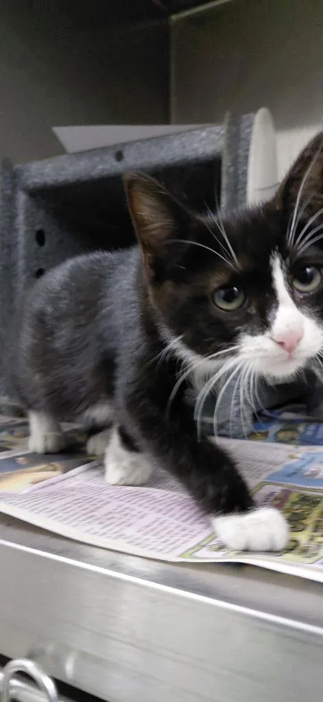 A baby small-sized female Domestic Short Hair cat named Vega for adoption in Henderson, NC