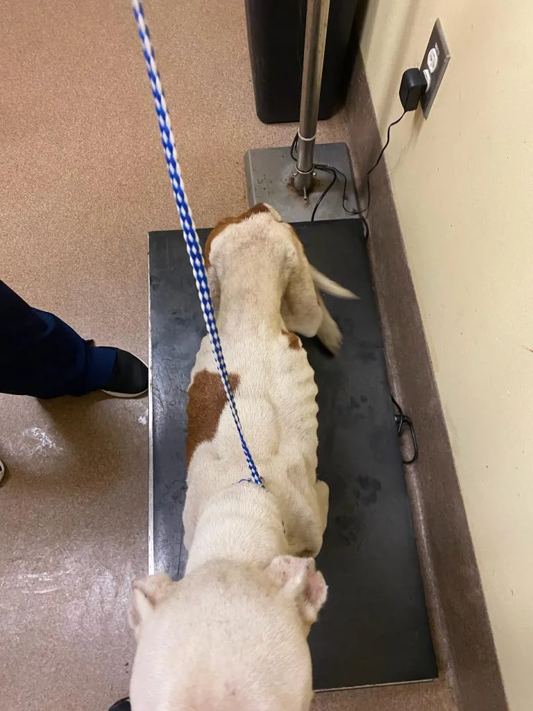 Patience thumbnail 2