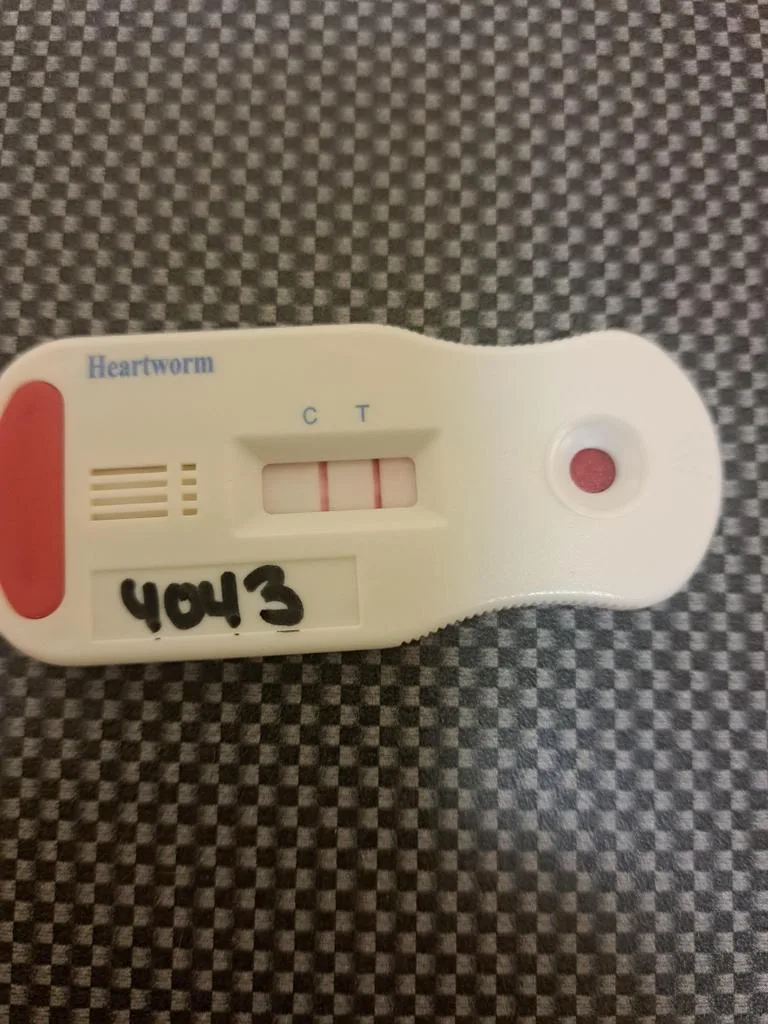 Patience thumbnail 3