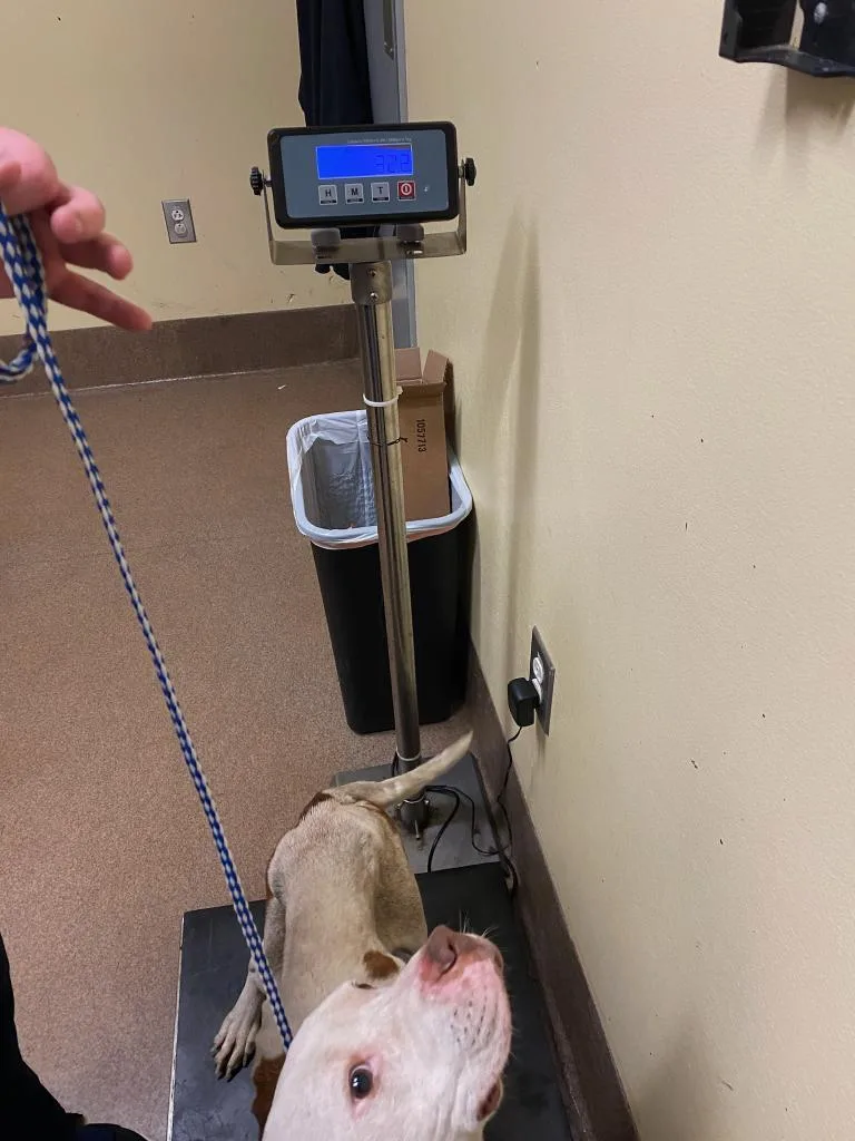 Patience thumbnail 4