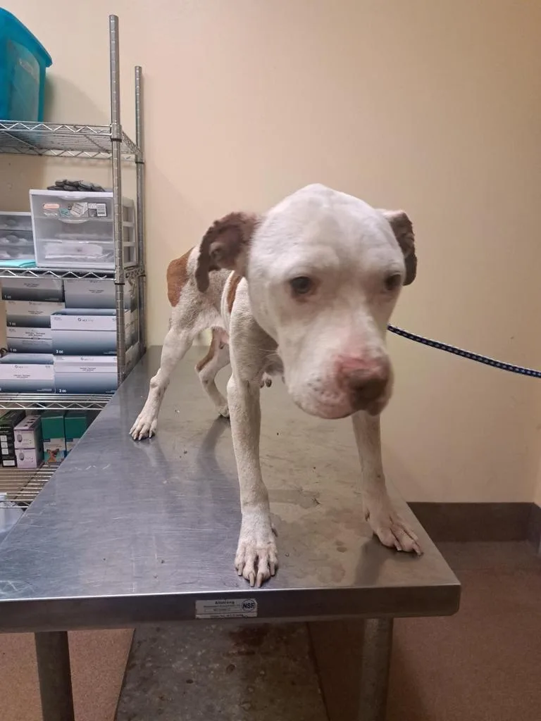 Patience thumbnail 6