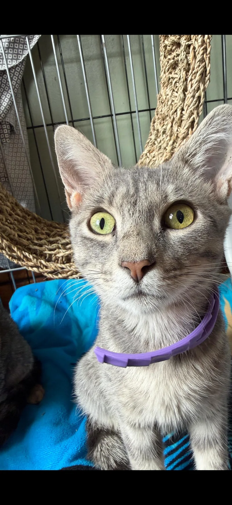 A young medium-sized female Gray / Blue / Silver Tabby cat named Phoebe and Precious for adoption in Lansdowne, PA