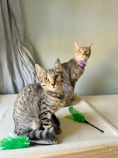 Phoebe and Precious thumbnail 3