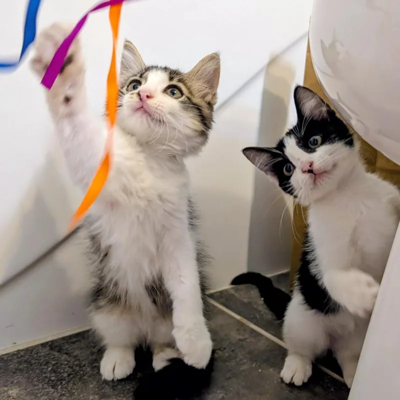 A baby small-sized female Cream / Ivory Domestic Short Hair cat named Lucinda for adoption in Flower Mound, TX