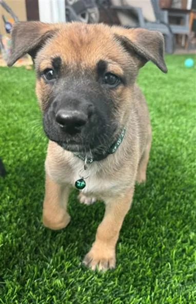 A baby small-sized male German Shepherd Dog dog named Toby for adoption in Ontario, CA