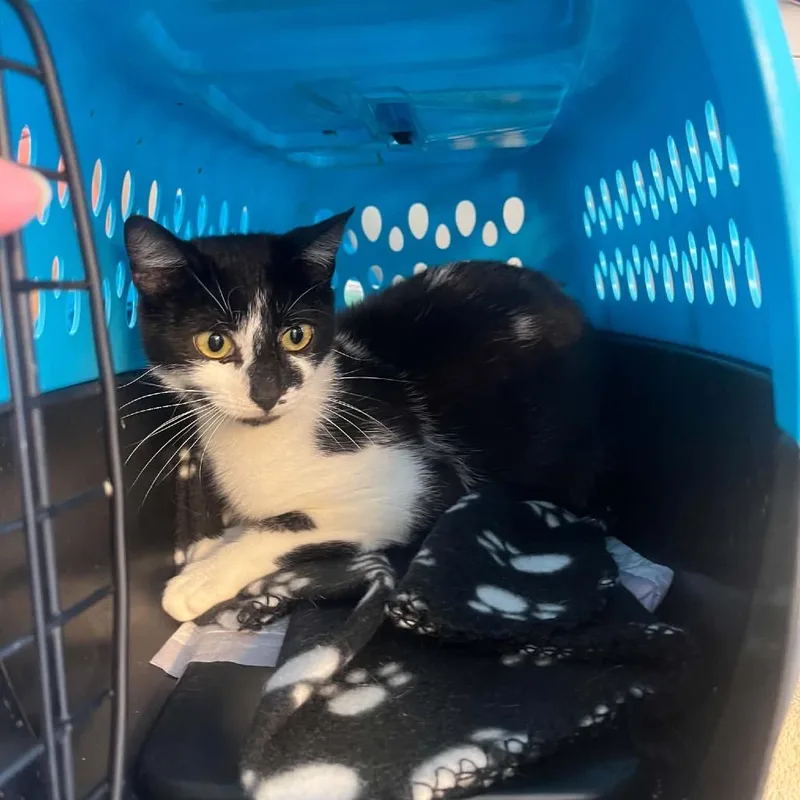 A young small-sized female Domestic Short Hair cat named Daiseymae for adoption in Pasadena , MD