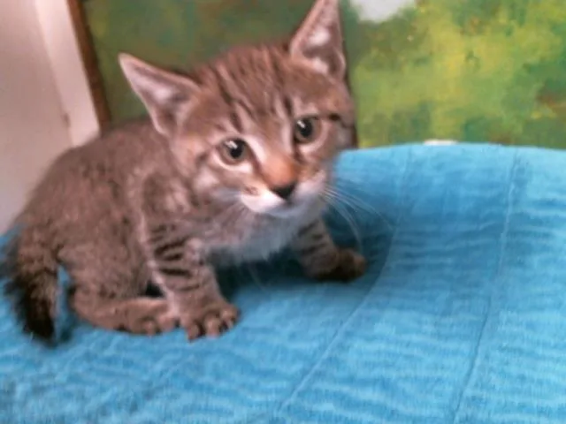 A baby small-sized male Domestic Short Hair cat named Wiston for adoption in Houston, TX