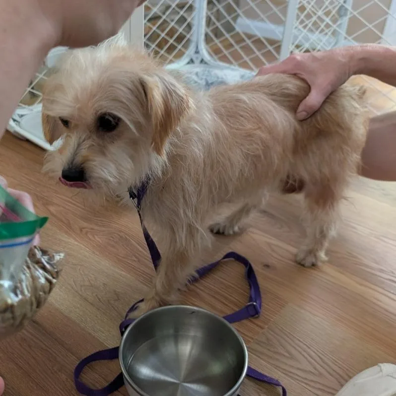 A young small-sized female Yellow / Tan / Blond / Fawn Border Terrier dog named Forklift for adoption in Greensboro, NC