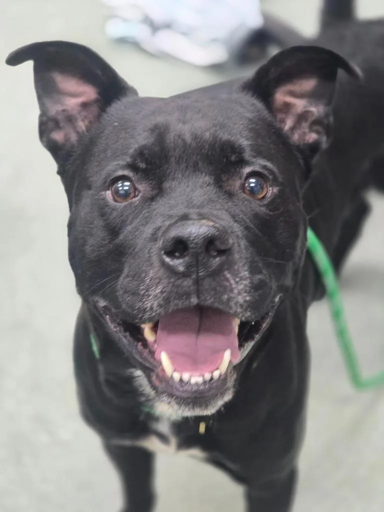 Otis
