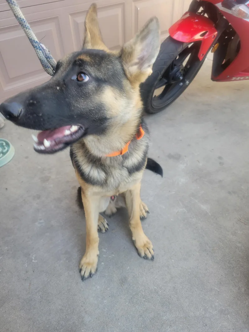 A baby large-sized male Bicolor German Shepherd Dog dog named Bo for adoption in Cave Creek, AZ