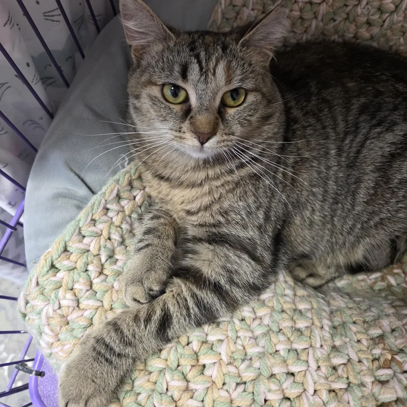 Munchkin thumbnail 2