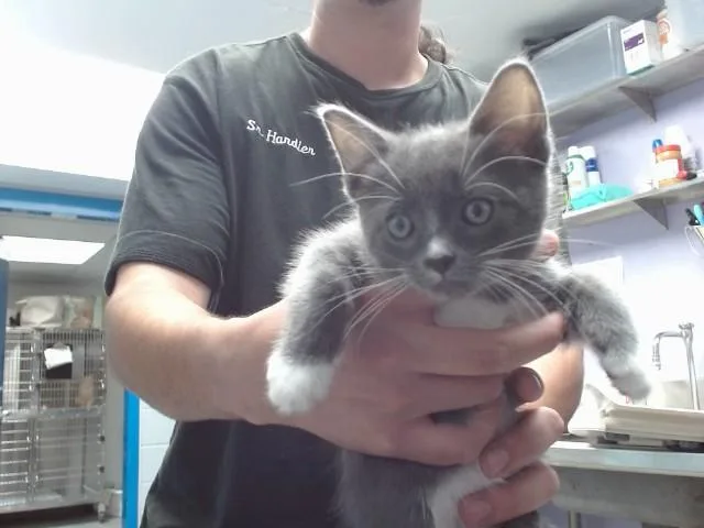 A baby small-sized male Domestic Short Hair cat named Noctis for adoption in Albuquerque, NM