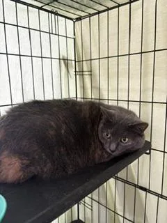 An adult large-sized female Domestic Short Hair cat named Faye for adoption in Black River Falls, WI