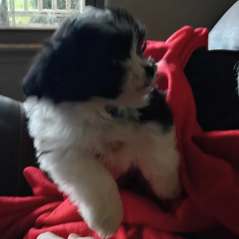 A baby small-sized male Pomeranian dog named Bowie for adoption in Stuart, VA