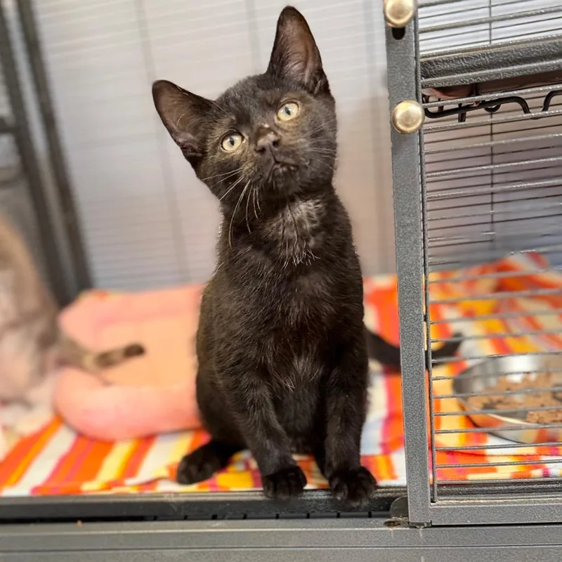 A baby small-sized male Domestic Short Hair cat named Grayson for adoption in Portage, MI