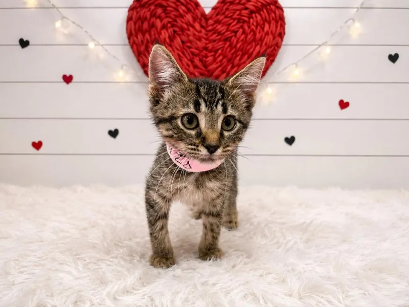 A baby small-sized female Domestic Short Hair cat named Praline for adoption in Corpus Christi, TX