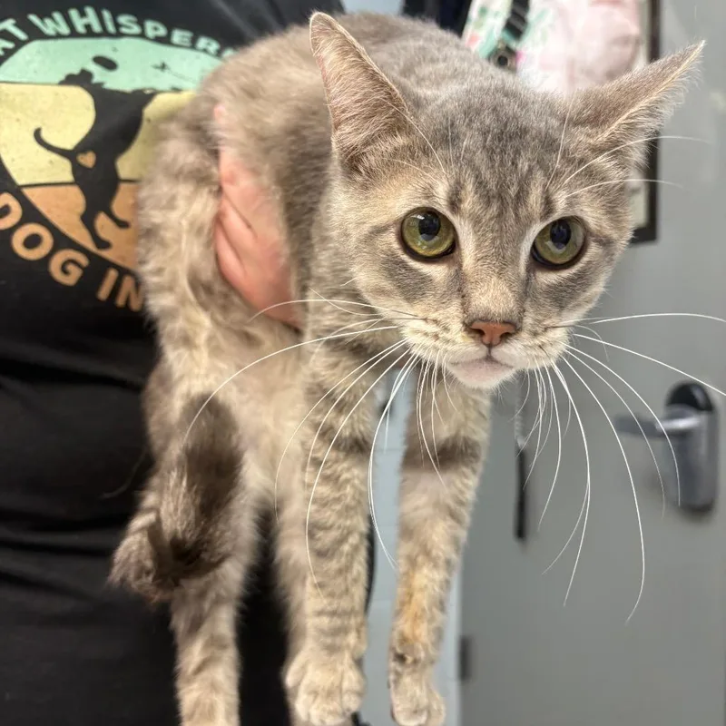 An adult medium-sized male Gray / Blue / Silver Domestic Short Hair cat named Juandissimo for adoption in Parkersburg, WV